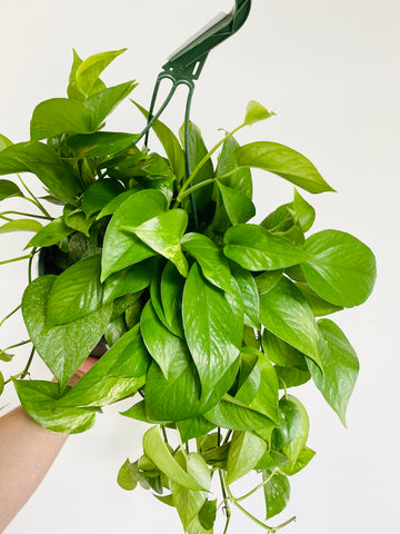 Jade Pothos - Epipremnum Aureum 'Jade' - 8