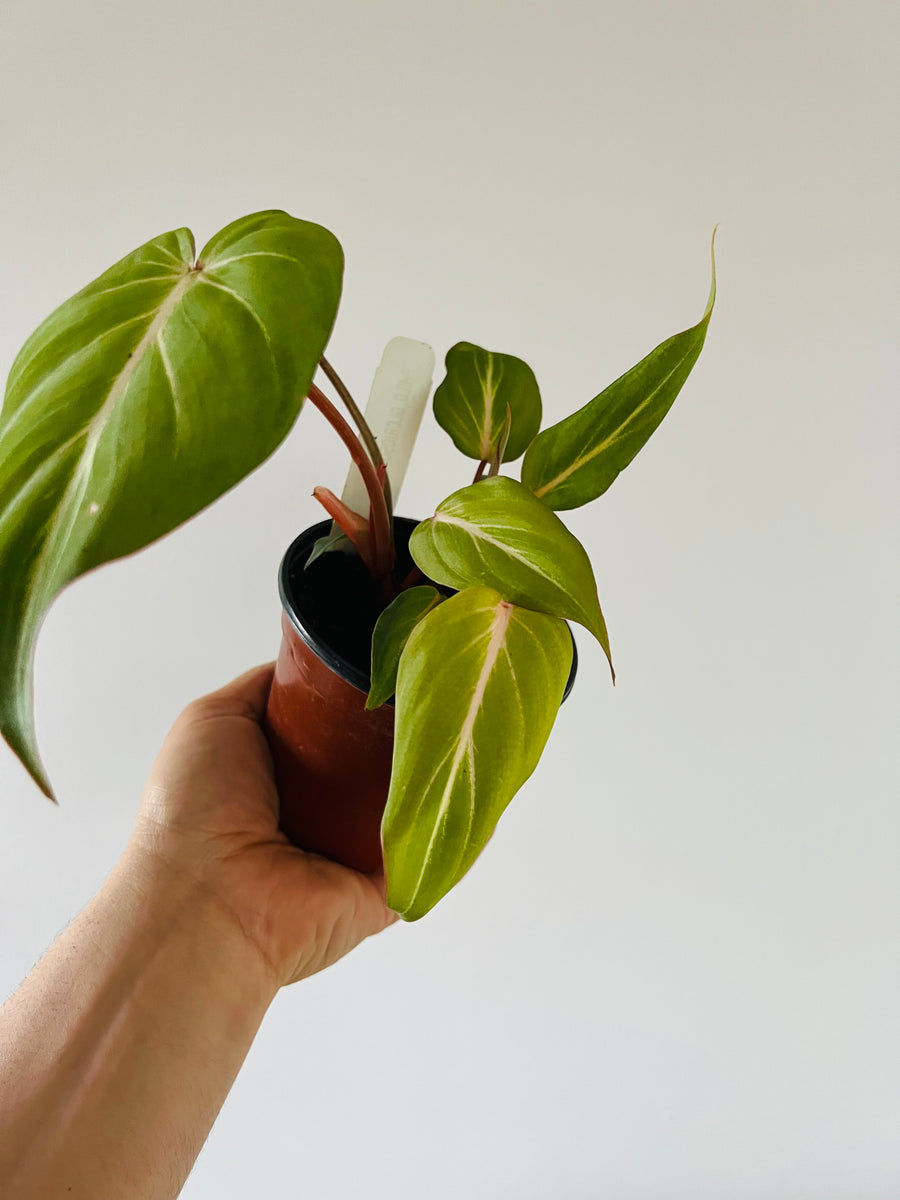 Philodendron Glorious - Melanochrysum x Gloriosum - Rare Aroid - 4