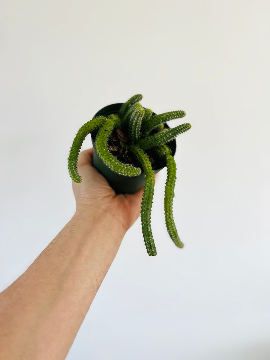 Worm Cactus - 4