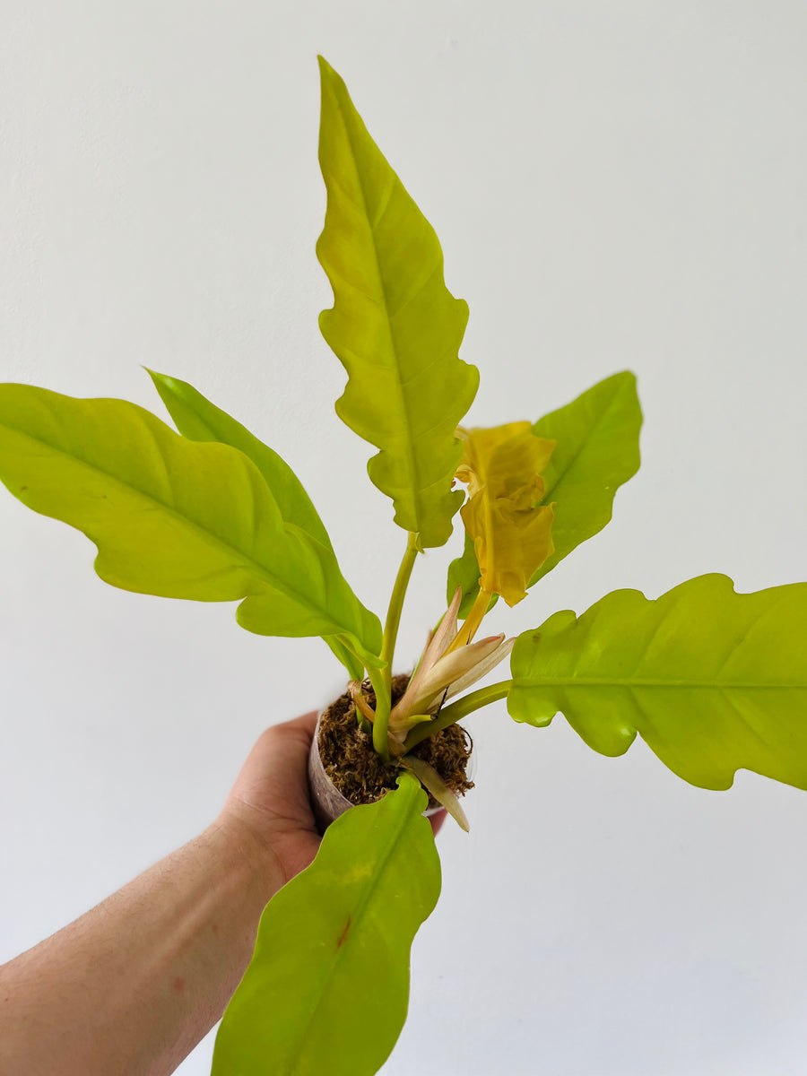Philodendron Golden Crocodile - Neon Ring of Fire