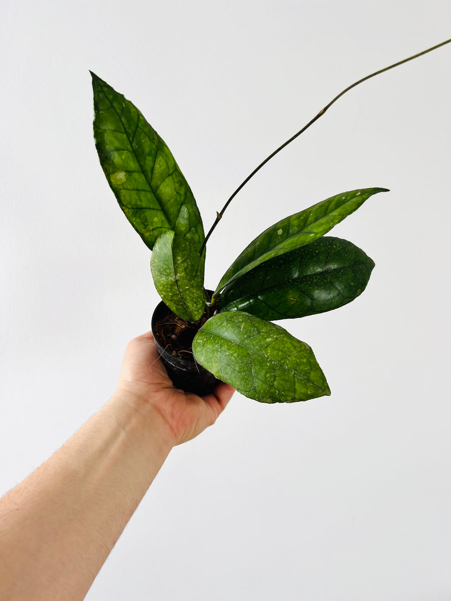 Hoya Finlaysonii 'Nova' - Rare Hoya - 4