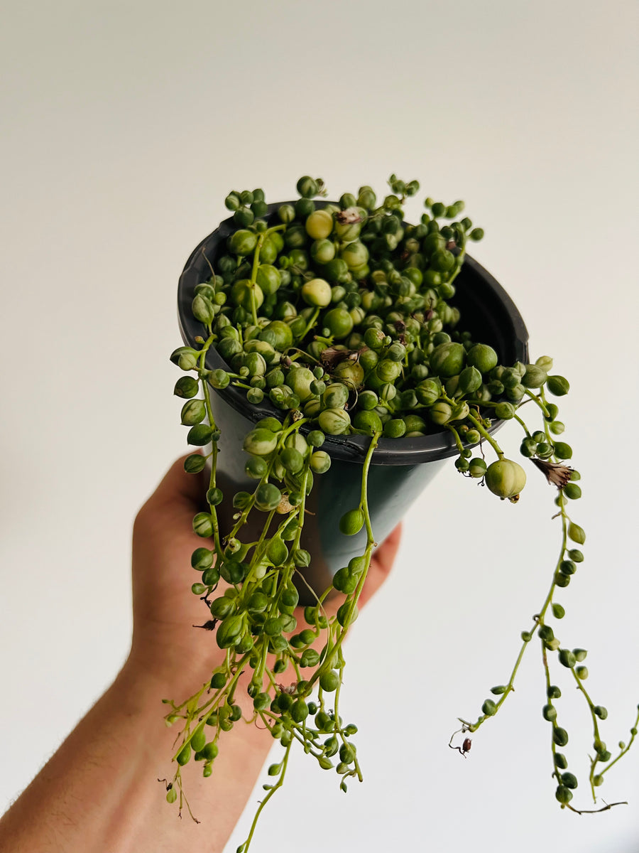 String of Pearls 'Variegated' - Senecio Rowleyanus Variegated - 5