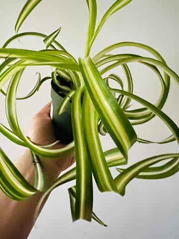 Spider Plant - Bonnie - 4