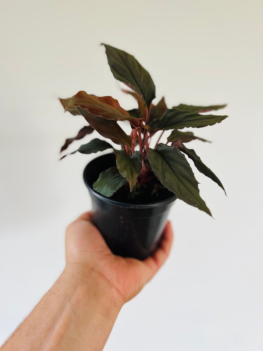 Homalomena Black Form - Rare Aroid - 4