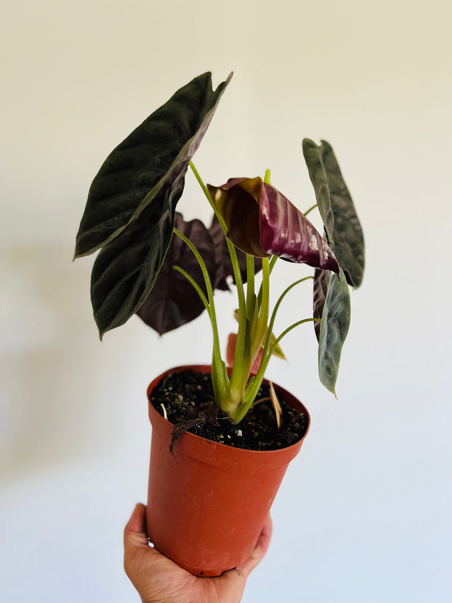 Alocasia Cuprea 'Red Secret' - Very Full - 6