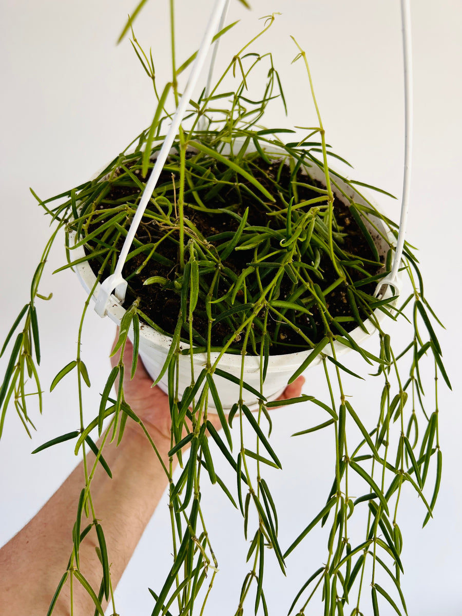 Hoya Linearis - 8
