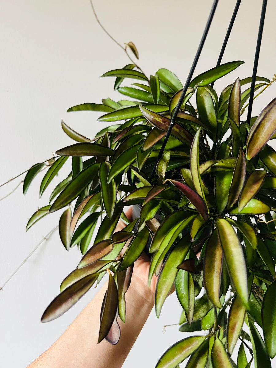 Hoya Kentiana - Butterscotch Hoya - Full Heads - Hanging Basket