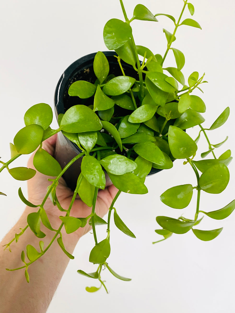 Dischidia 'Oiantha' - String of Footballs - 4