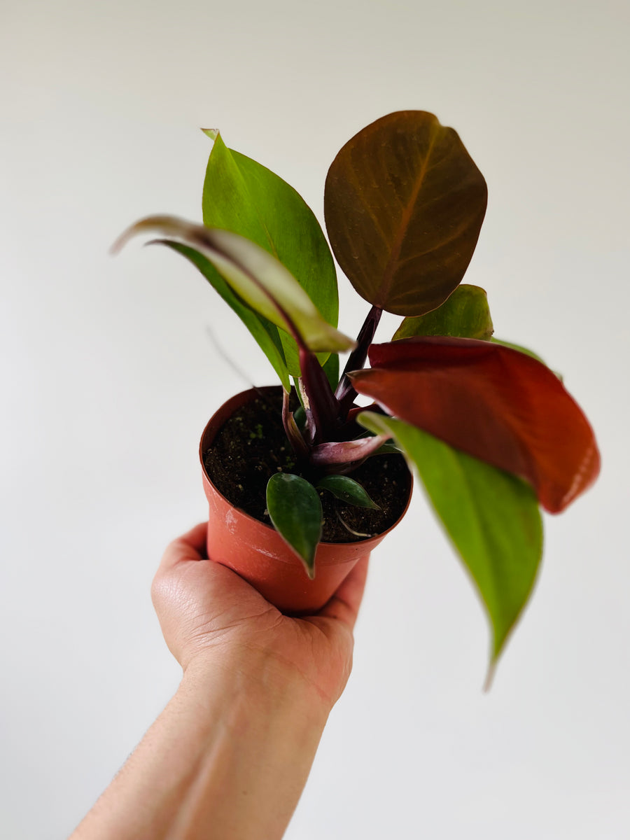 Philodendron McColley's Finale - 4