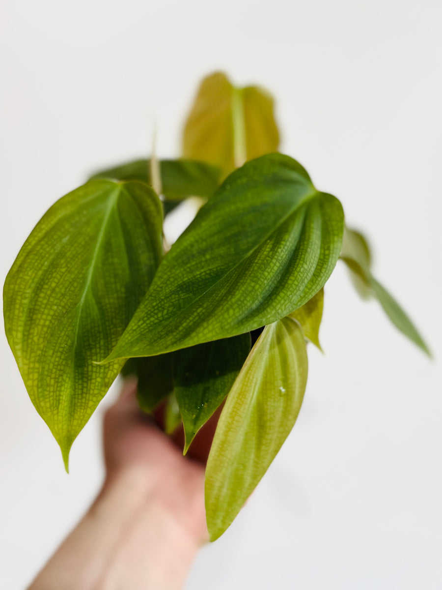 Philodendron Fuzzy Petiole - 4