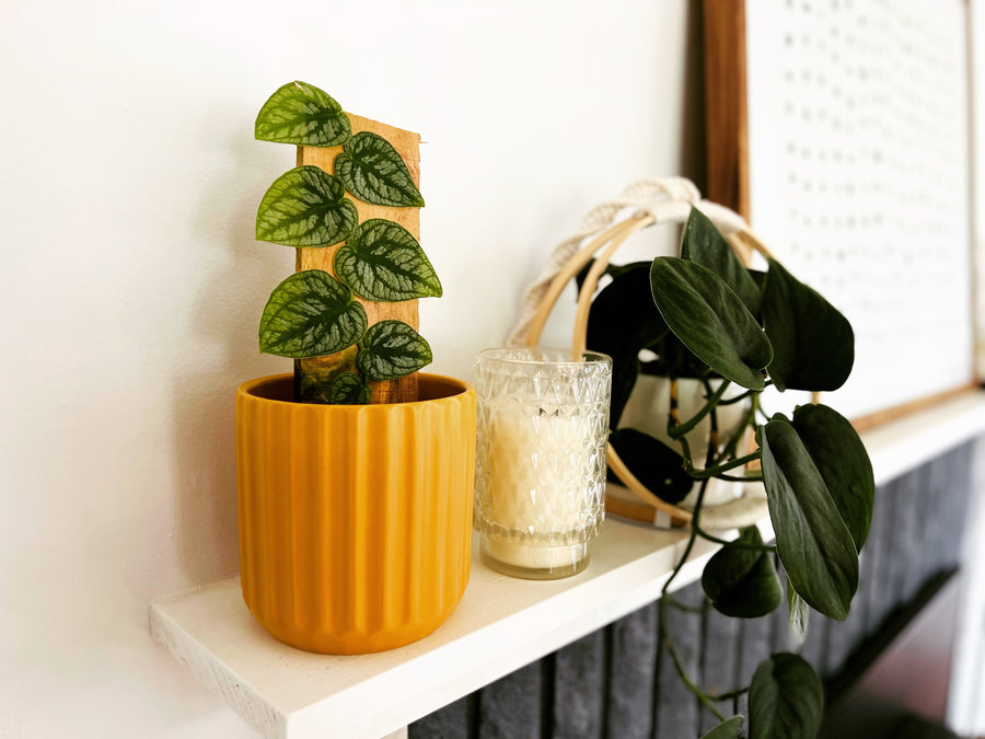 Saffron Pot - 4” Planter