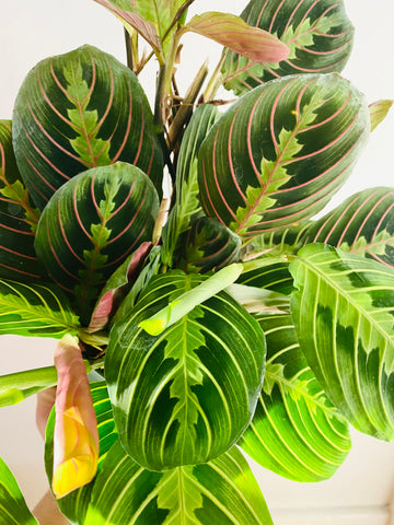 Maranta Leuconeura - Cherry Lime Prayer Plant - 6
