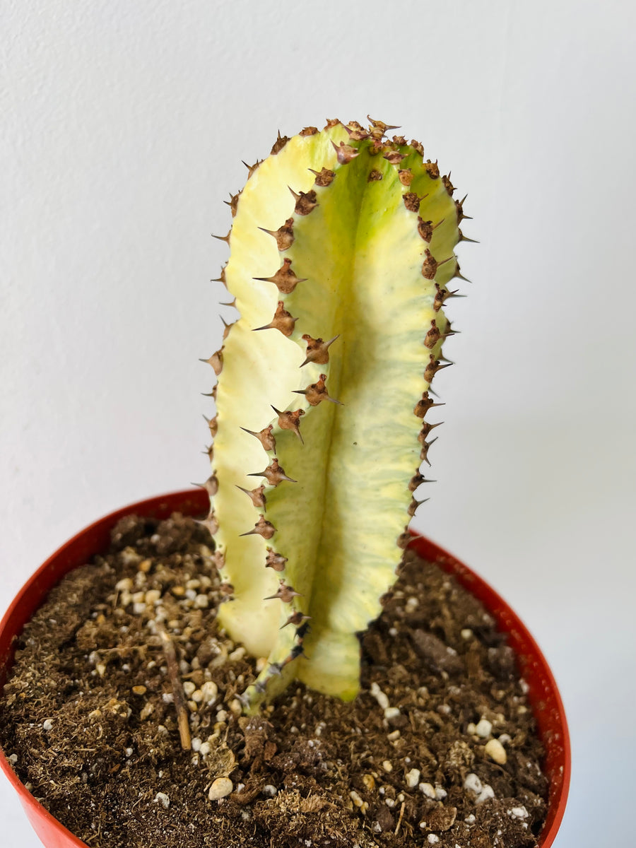 Euphorbia Ammak 'Variegated' - Ghost Cactus - 8