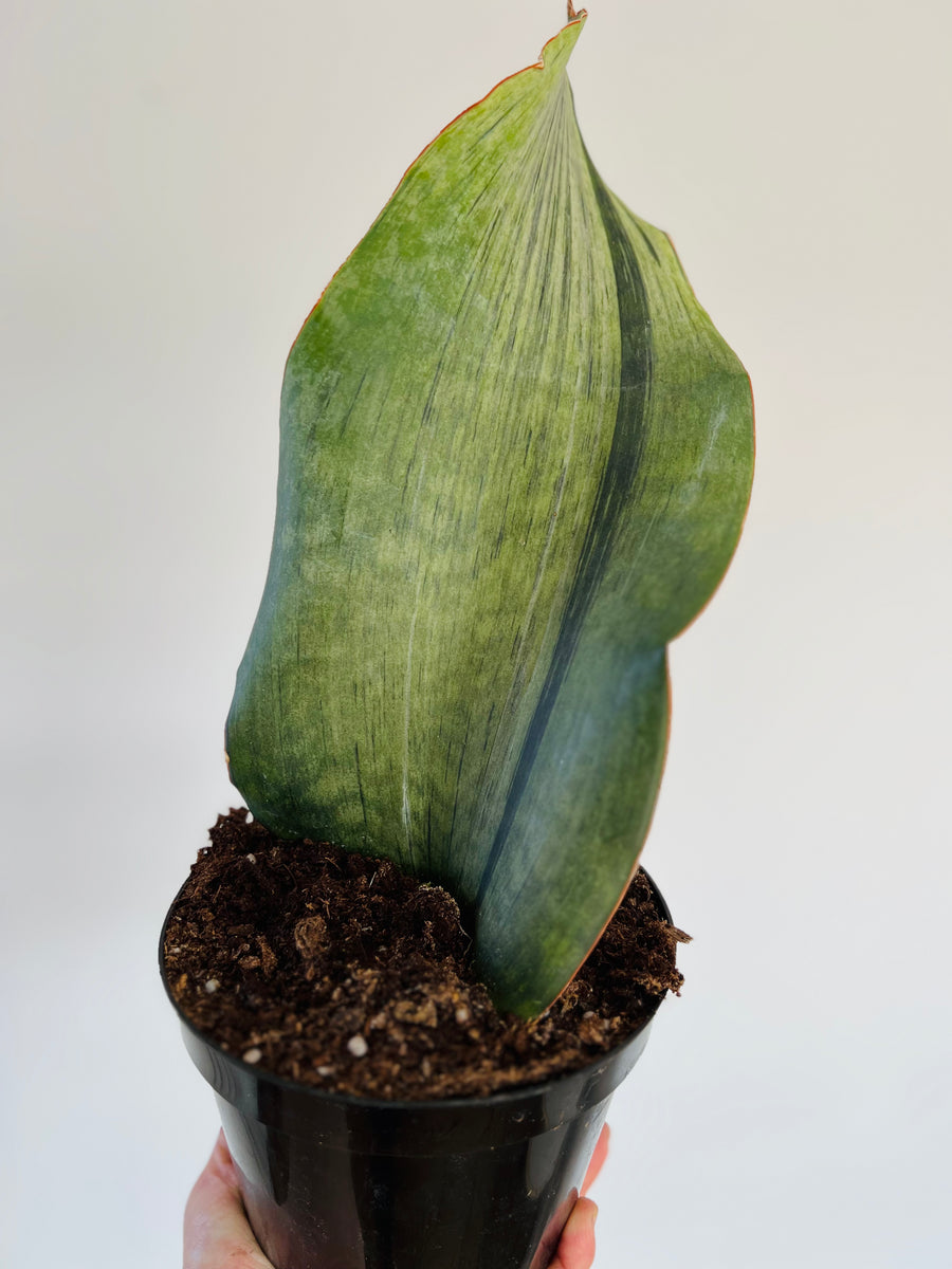 Sansevieria Whalefin White Variegated - 6