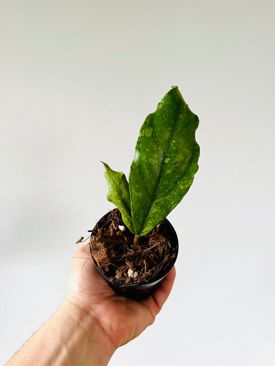 Hoya sp. Chicken Farm - Rare Hoya - 3.5” Pots