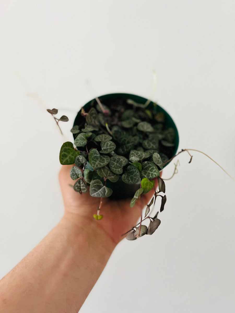 String of Hearts - Ceropegia Woodii - 4