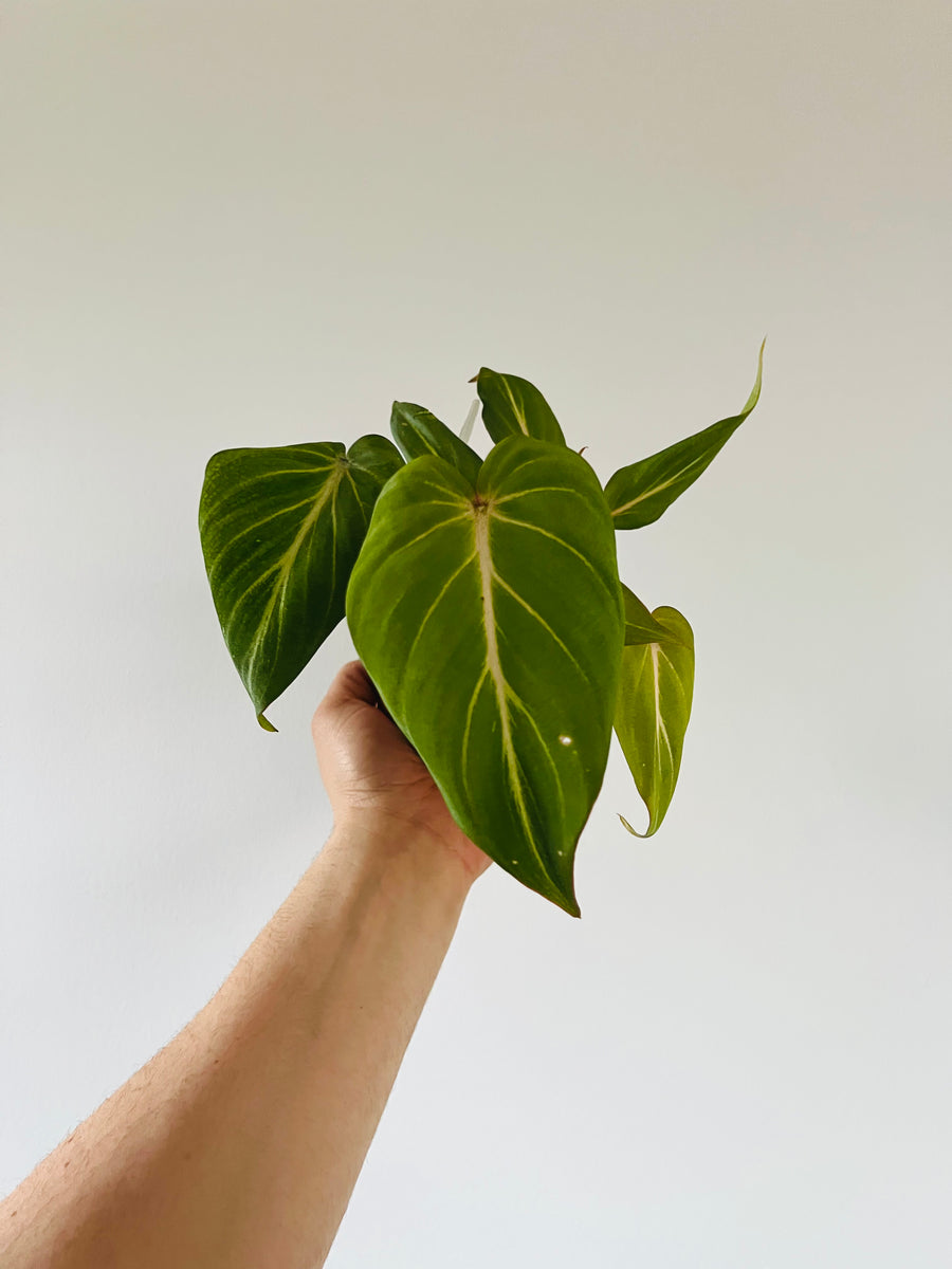 Philodendron Glorious - Melanochrysum x Gloriosum - Rare Aroid - 4