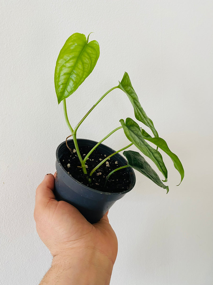 Monstera Siltepecana - 4