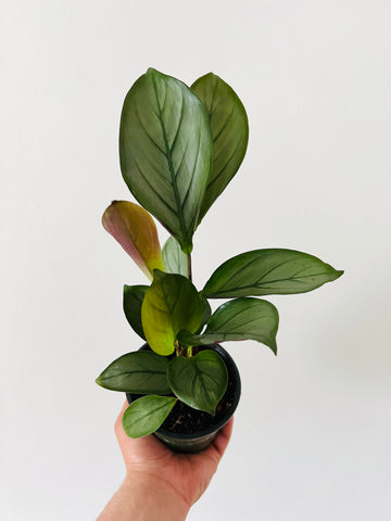 Calathea 'Setosa' - 4