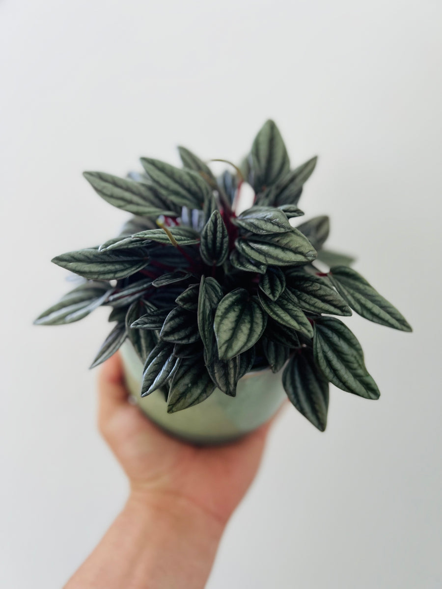 Peperomia Pearls - San Marino - 4