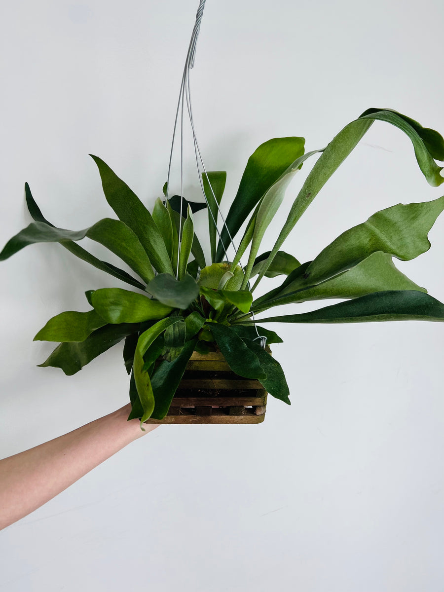 Staghorn Fern - Mounted in Cedar Basket