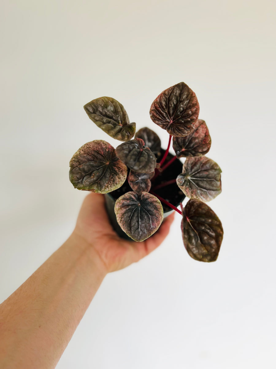 Peperomia Abricos - Rare Peperomia - 4