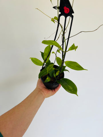 Hoya Neo-ebudica - Rare Hoya - 4” Hanging Basket