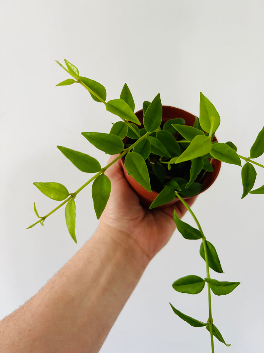 Hoya Bella - 4