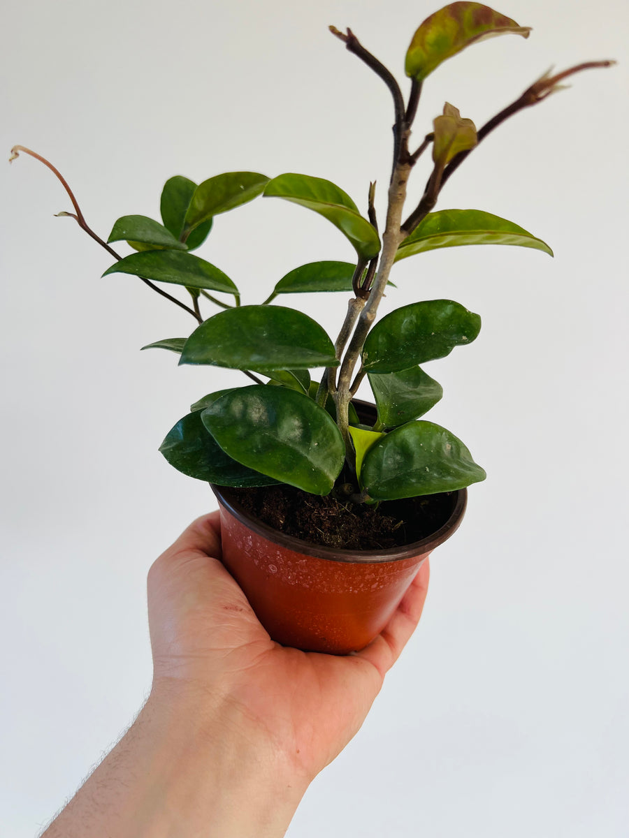 Hoya Krinkle - 4