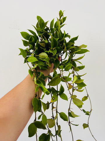 Hoya Sunrise - Very Long Vines - Beginning to Sunstress - 4