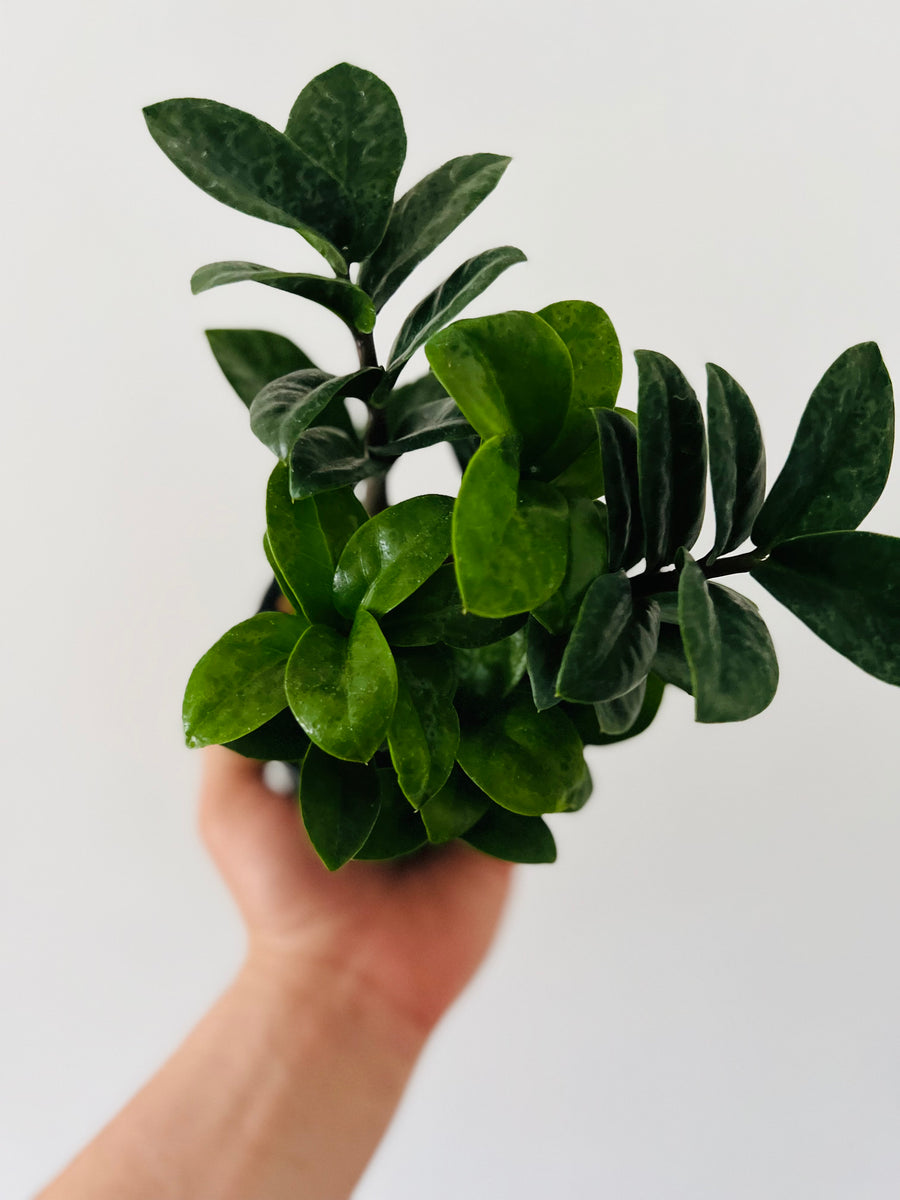 ZZ Zenzi - Dwarf ZZ Plant - 4