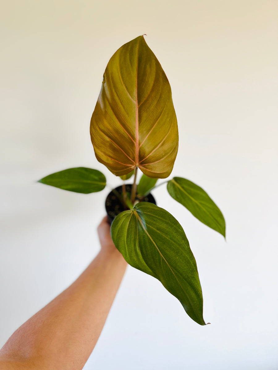 Philodendron Summer Glory - 4