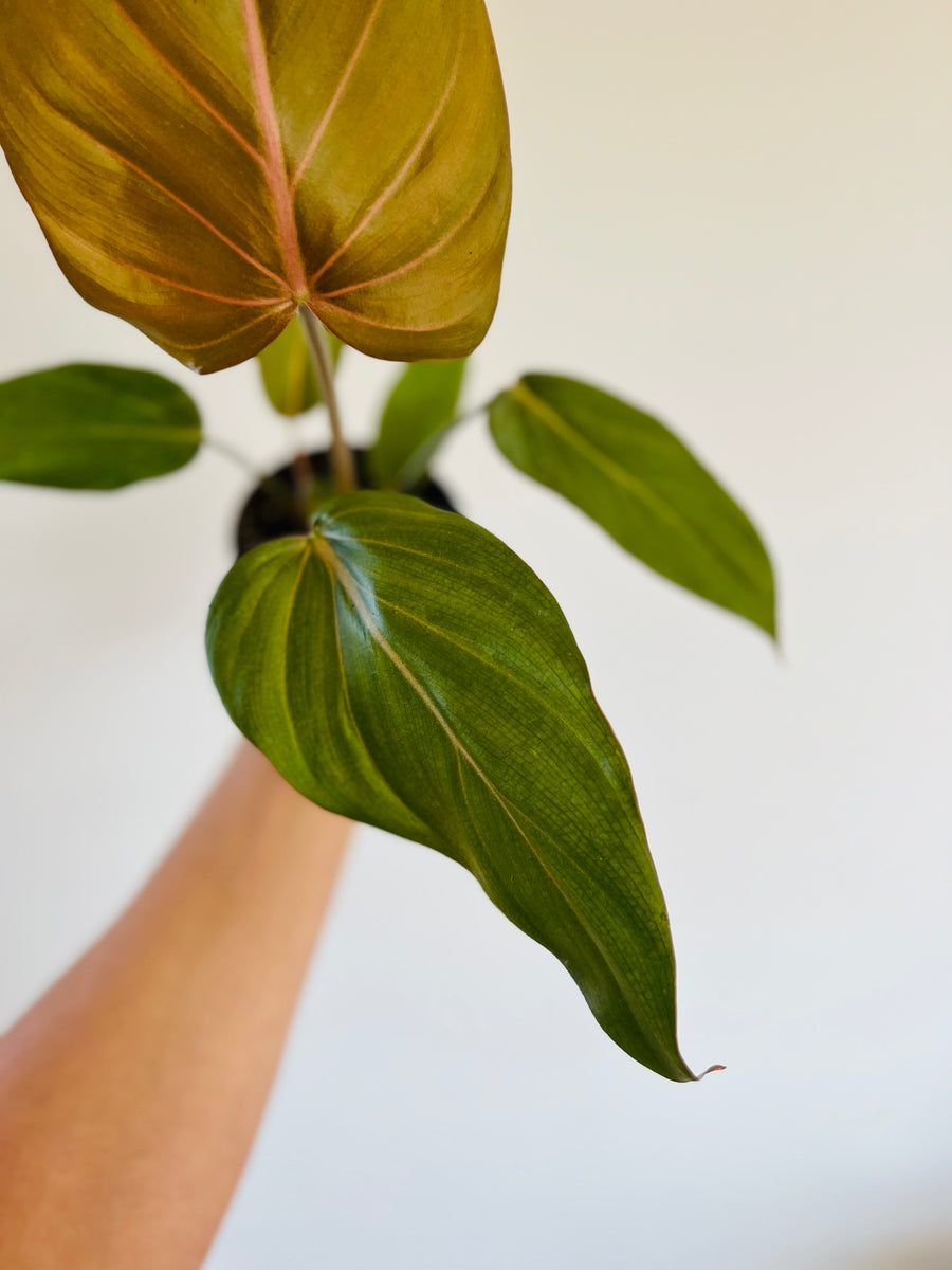 Philodendron Summer Glory - 4