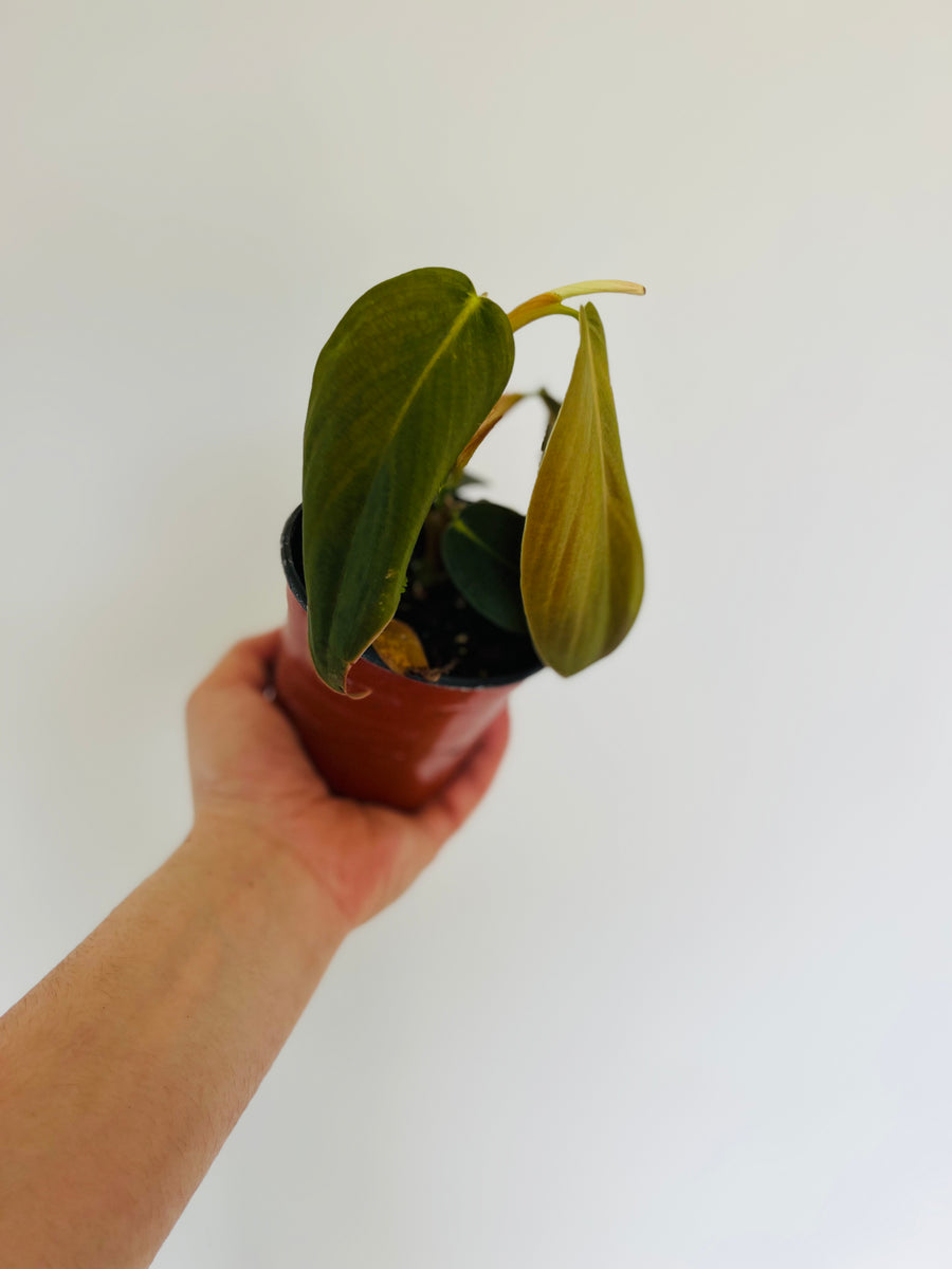 Philodendron Gigas - Rare Aroid - 4