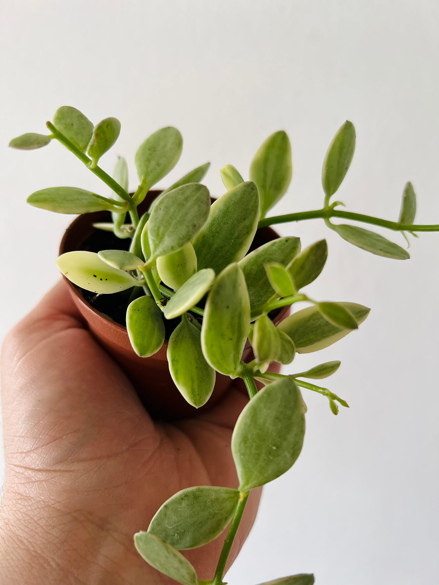Dischidia Oiantha 'Variegated' - String of Footballs - 3