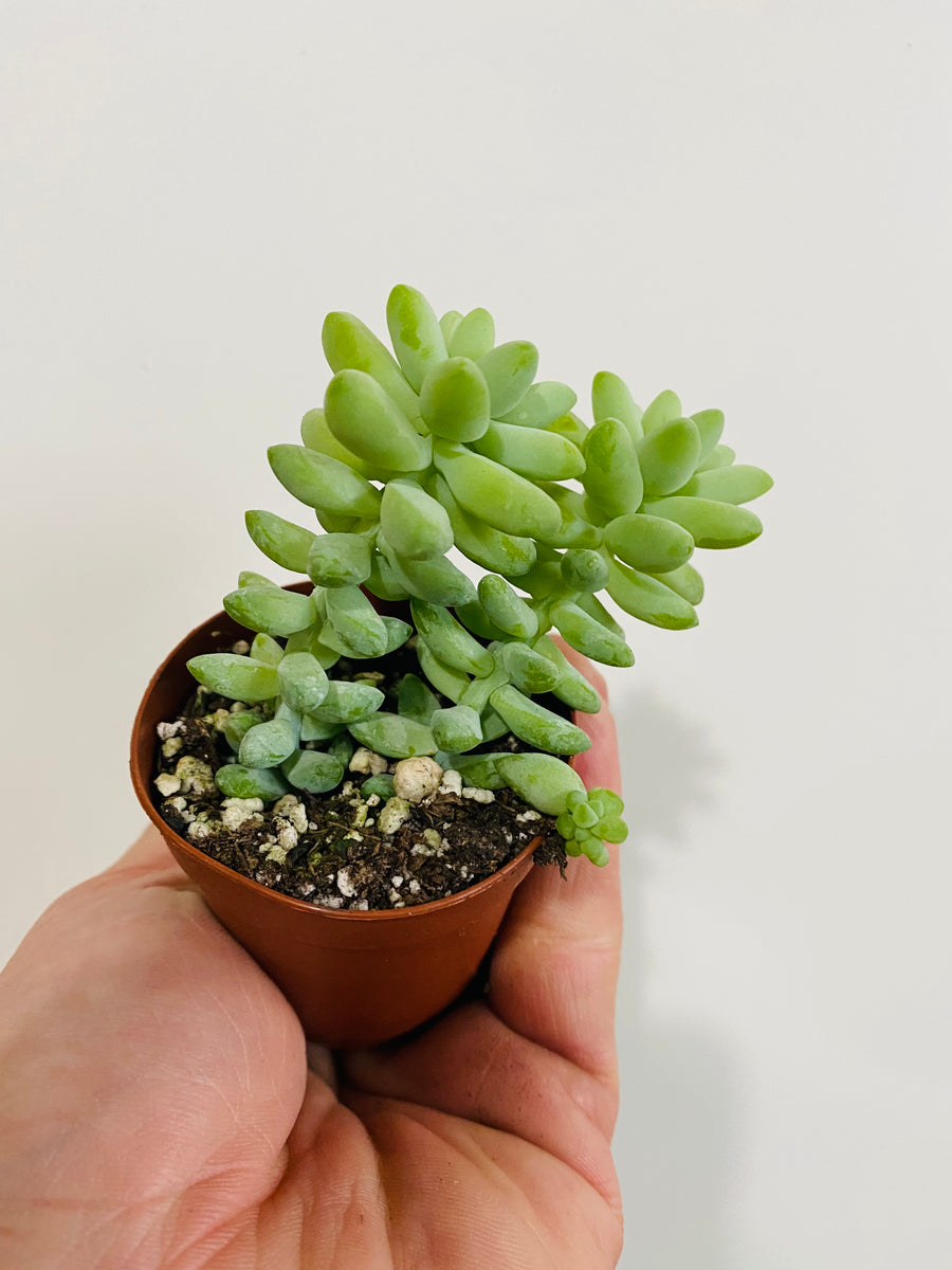 Burrito Tail - Sedum Morganianum - 2