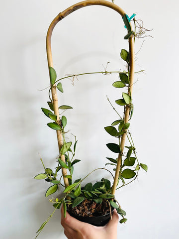 Hoya sp. aff Burtoniae on Trellis - 5