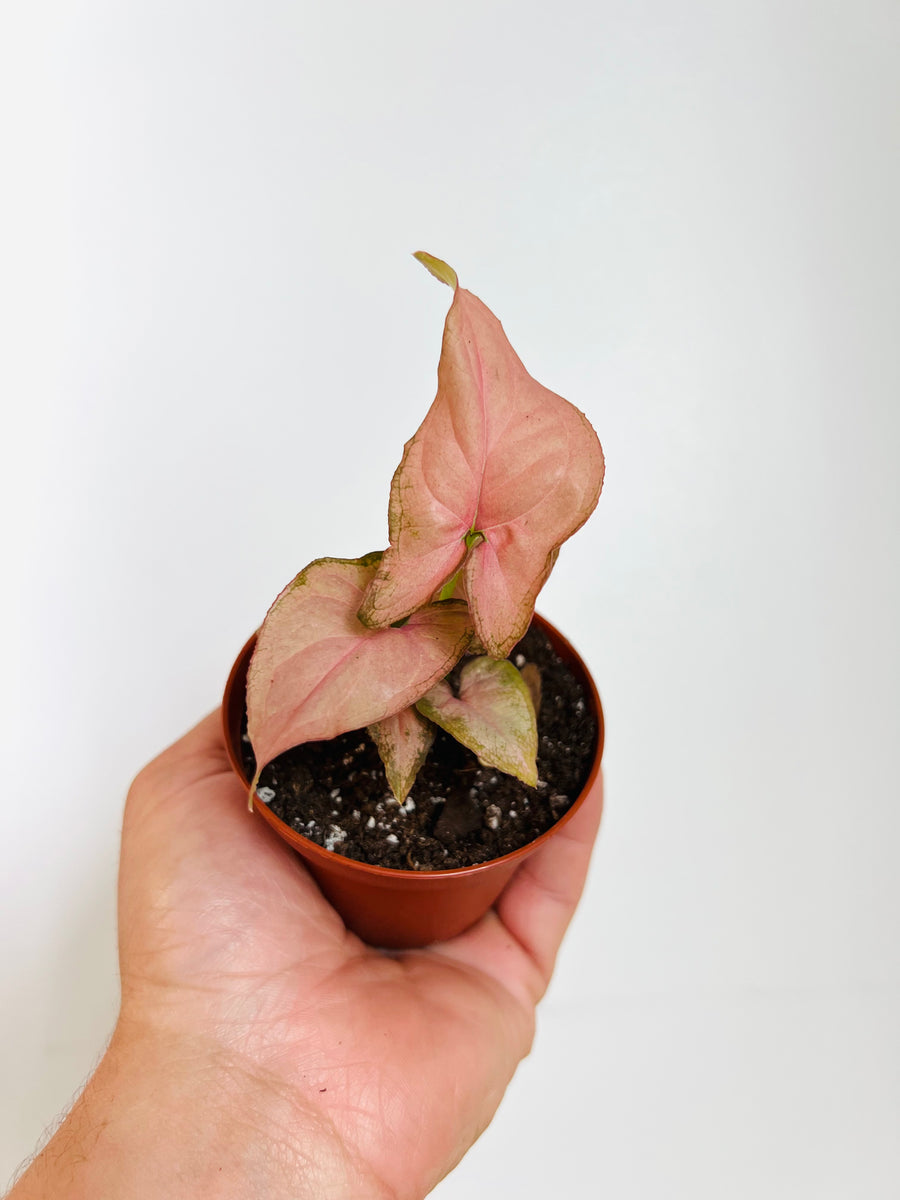 Syngonium Podophyllum 'Pink Splash' - Rare Syngonium - 3