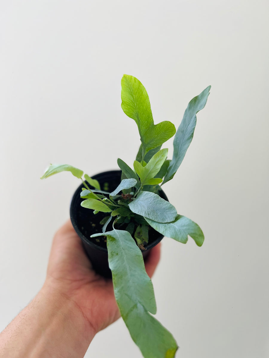 Blue Star Fern - 4