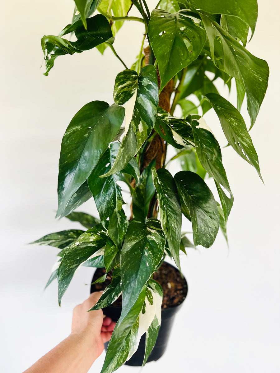 Epipremnum Pinnatum Albo Variegata - On Moss Pole - Very Large & Fenestrated - 8