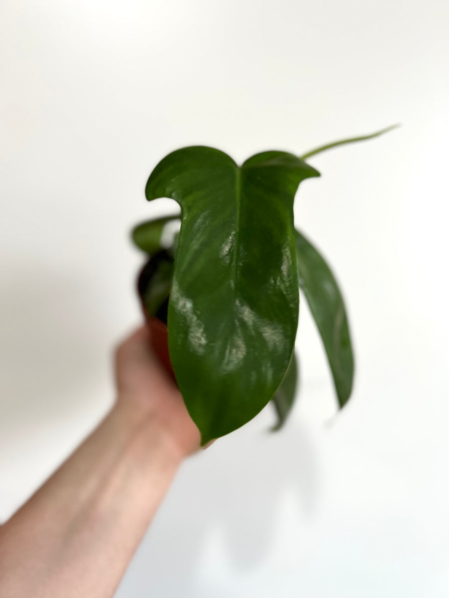 Philodendron Florida Green - 4