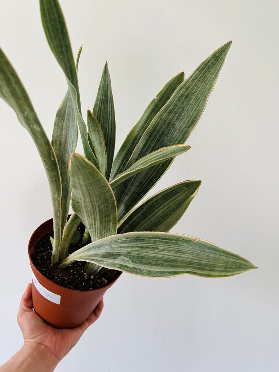 Sansevieria Sayuri - 6