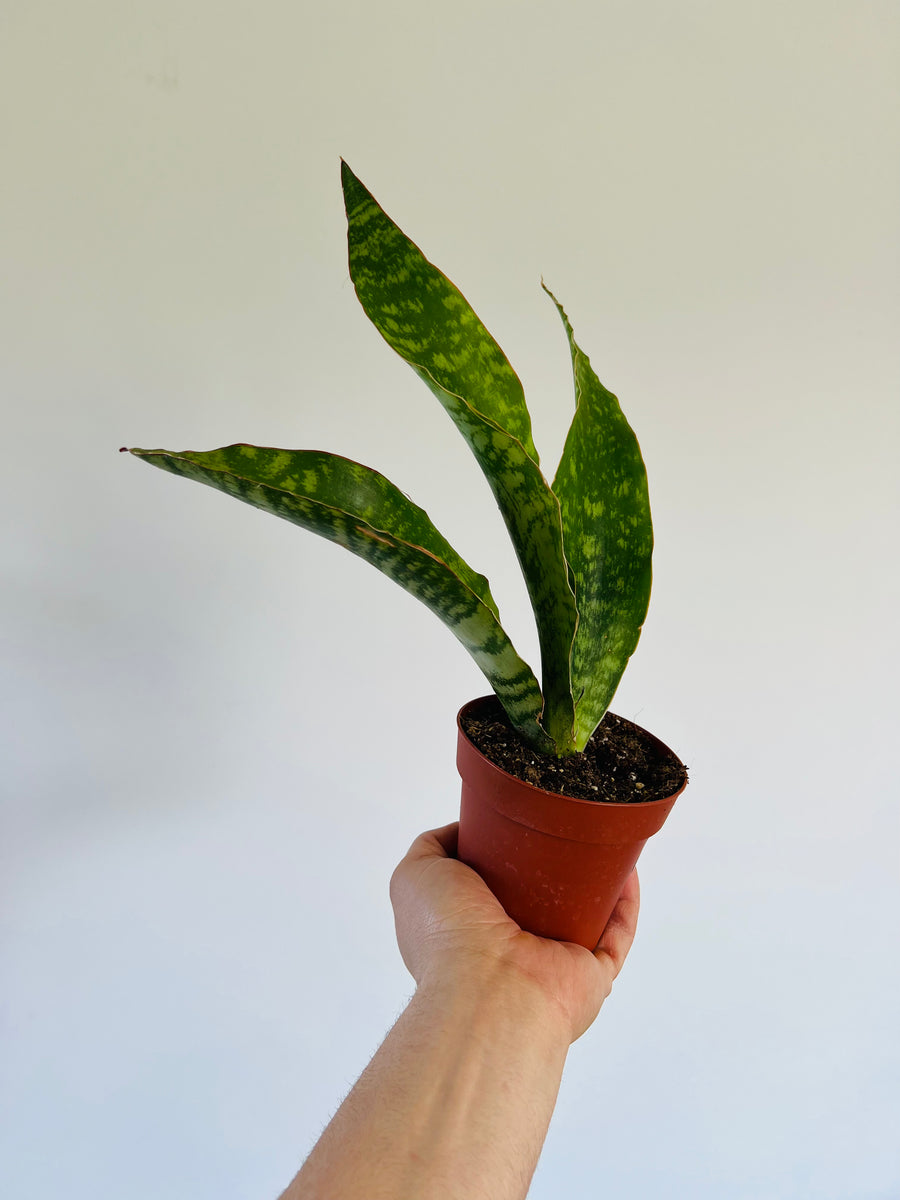 Sansevieria Jaboa - 4