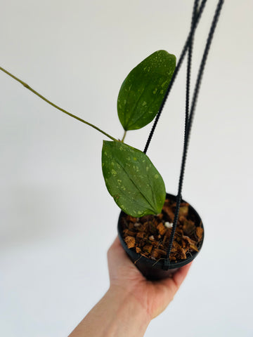 Hoya Cinnamomifolia var. Purpureofusca - 4