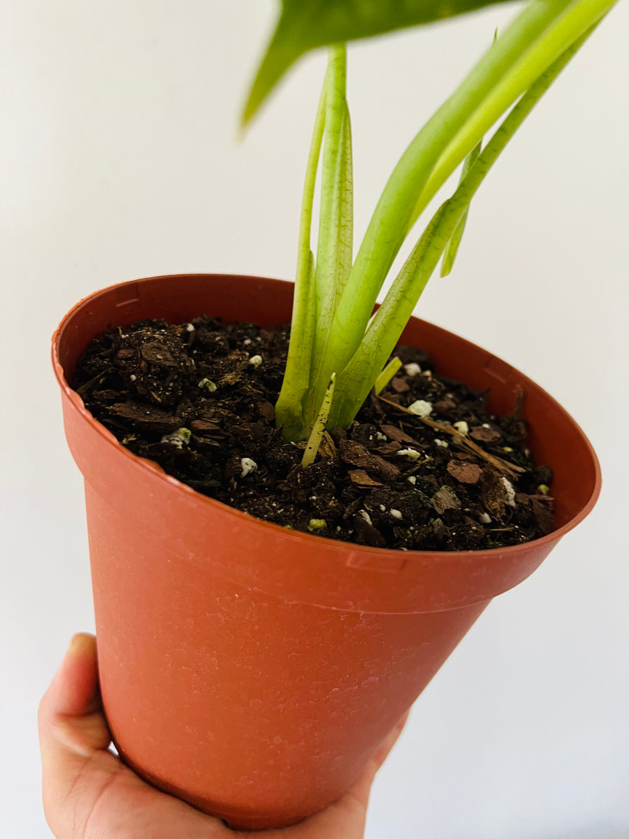 Alocasia Frydek - 6