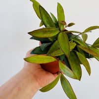 HOYA ロヘリ 250808 21 HOYA ロヘリ 250808 21 HOYA ロヘリ 250808 21 HOYA ロヘリ 250808 21