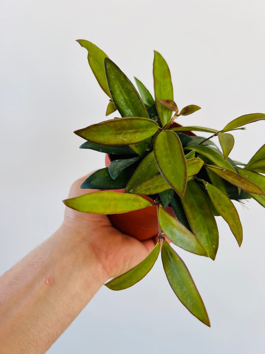 Hoya Rosita - Sunstressed - Rare Hoya - 4