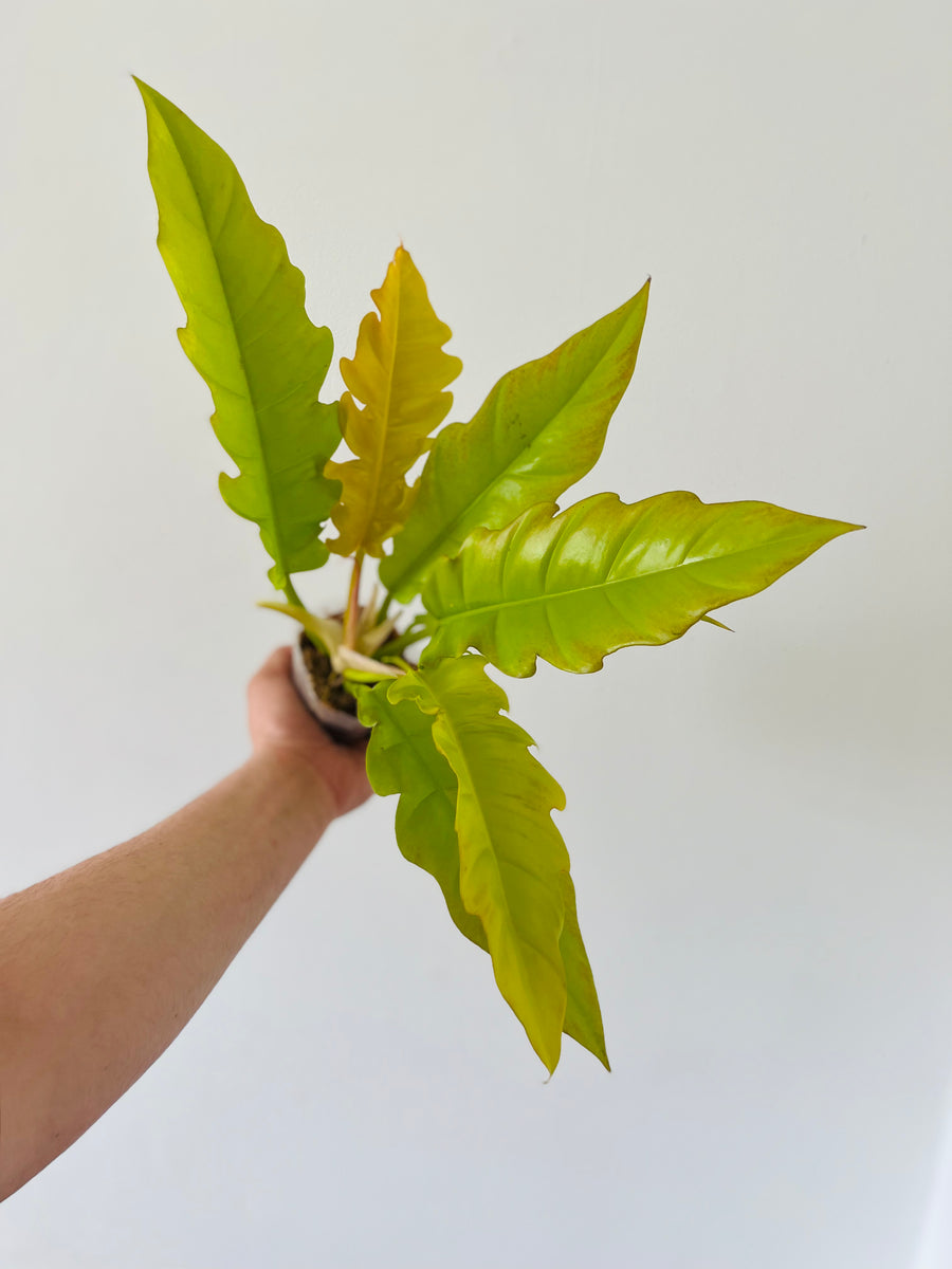 Philodendron Golden Crocodile - Neon Ring of Fire