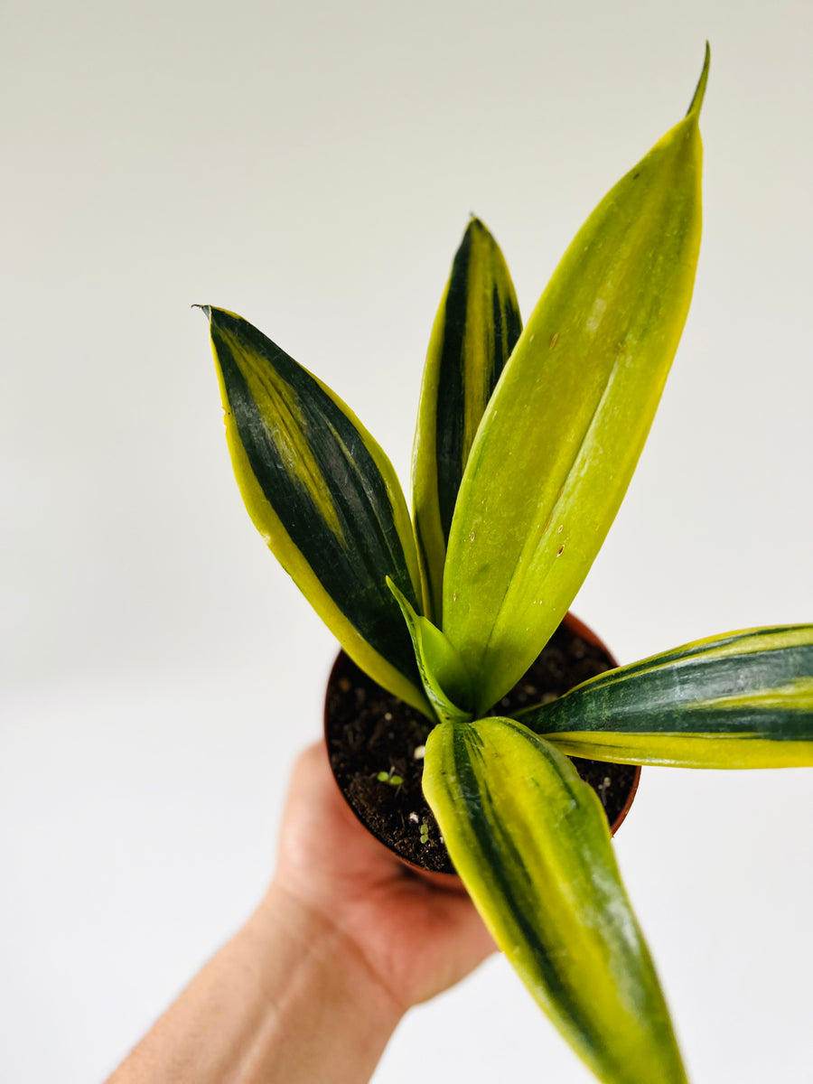 Sansevieria Flame - 4
