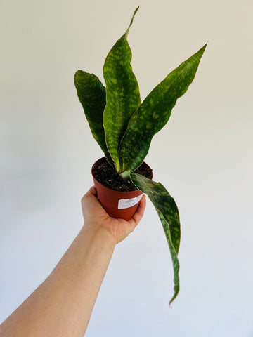 Sansevieria Jaboa - 4